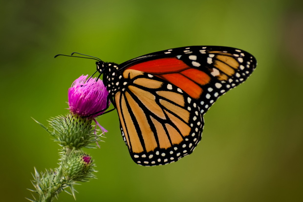 Symmetrical Butterfly