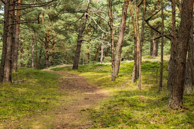 Las ścieżka Słowiński Park Narodowy