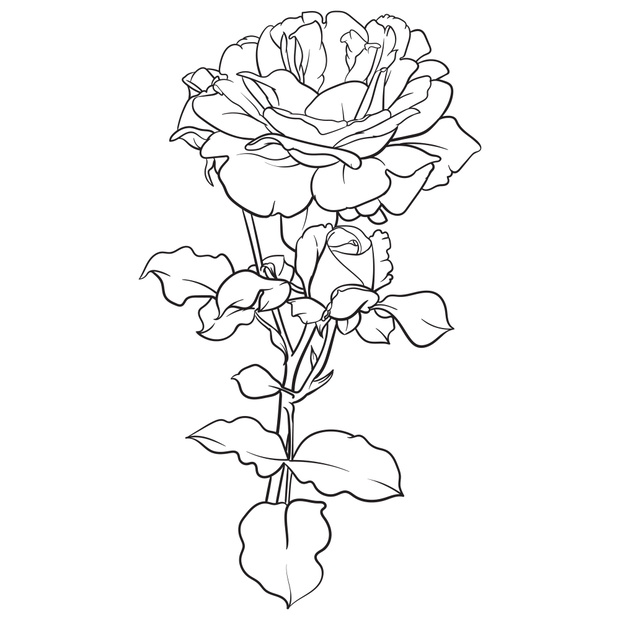 Hand drawn vector of rose flower isolated on white background fo