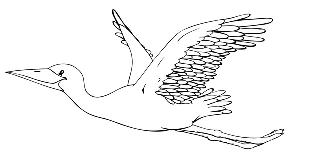 Storch, Klapperstorch, Vogel, fliegen