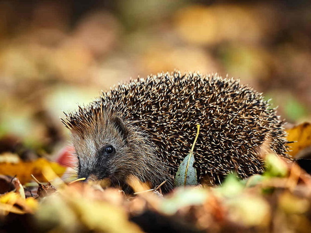 129088-43-15d4ba1