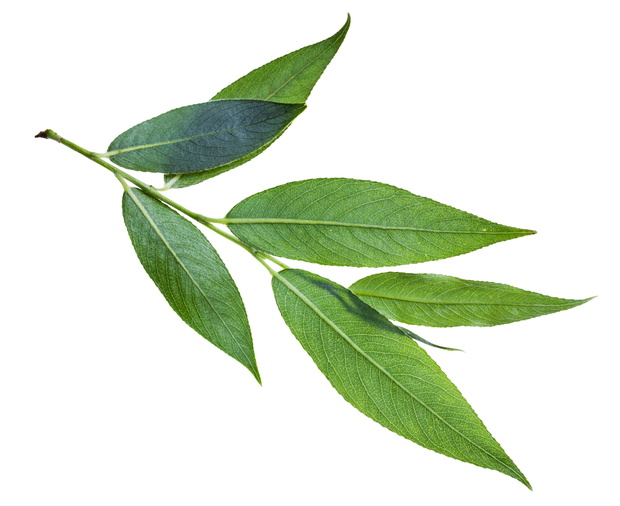 branch with green leaves (back side) of willow