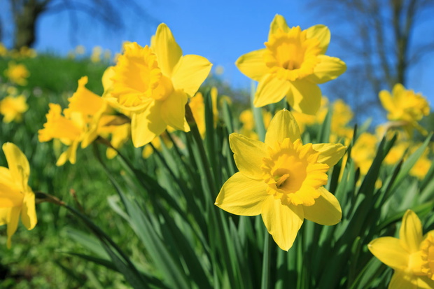 Gelbe Narzissen im Frühling