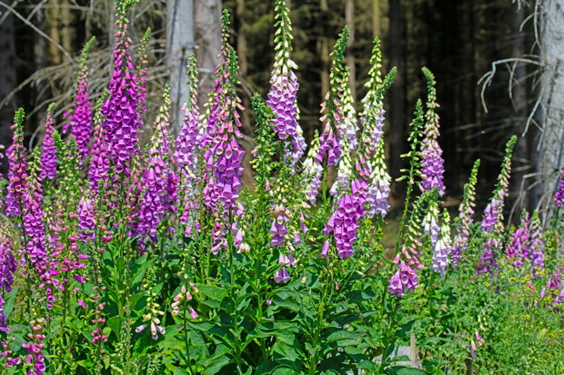 Naparstnica purpurowa