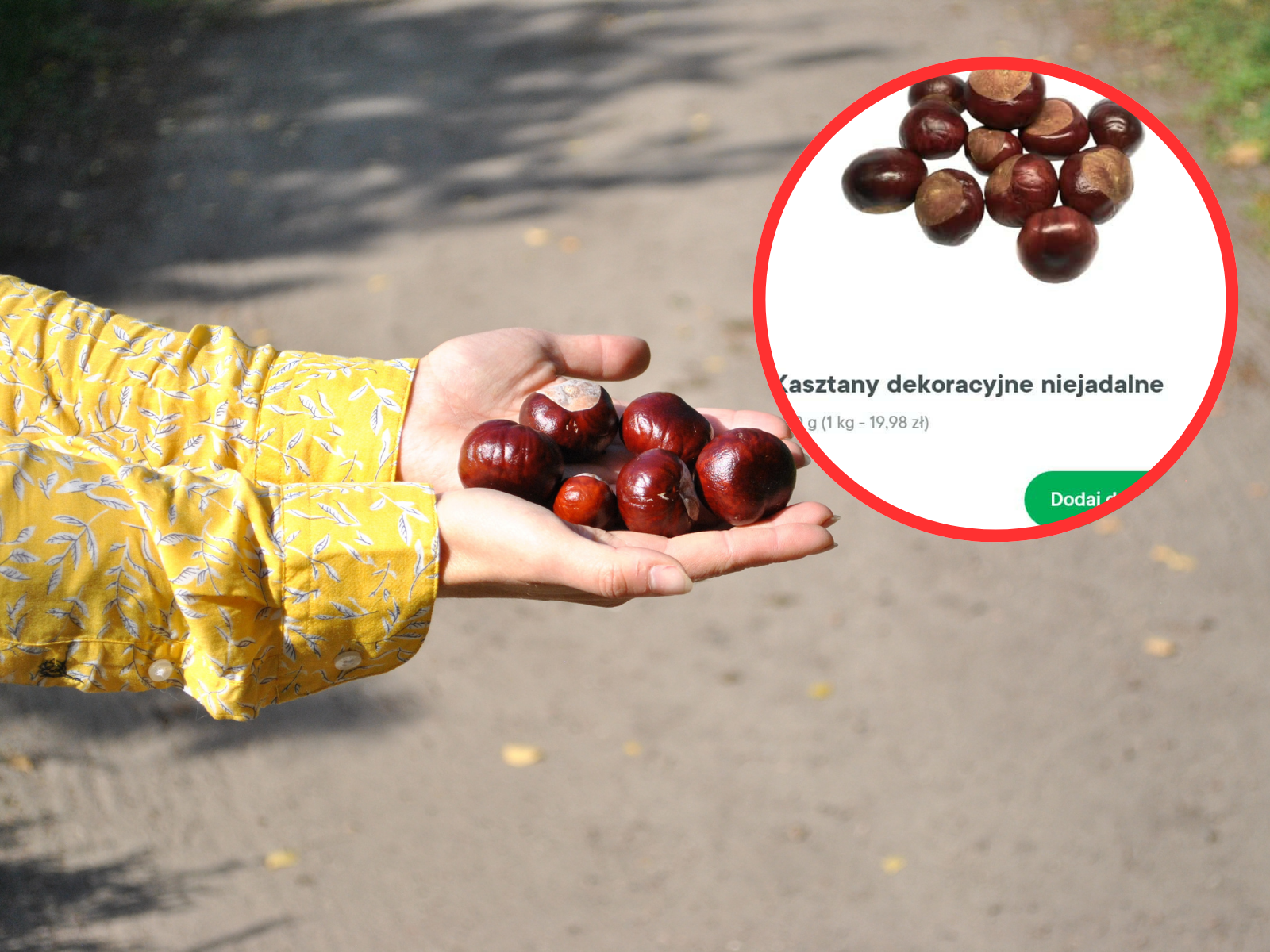 kasztany do szkoły