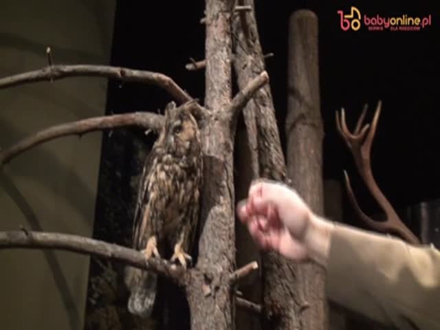 Ptaki w lesie – film przyrodniczy dla dzieci – sowa
