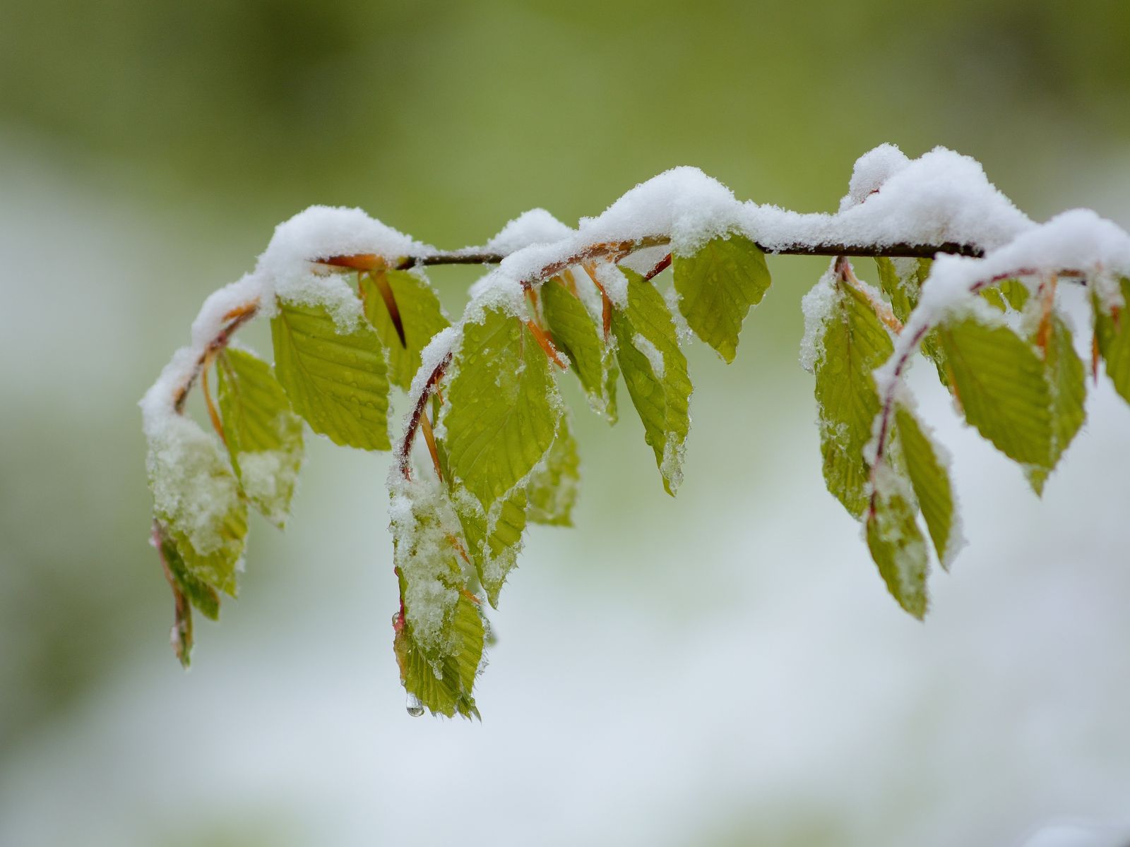 Śnieg na zielonych liściach