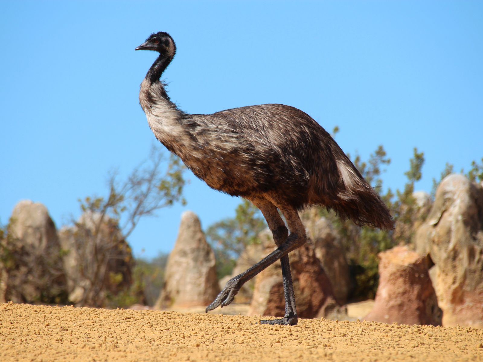 Emu