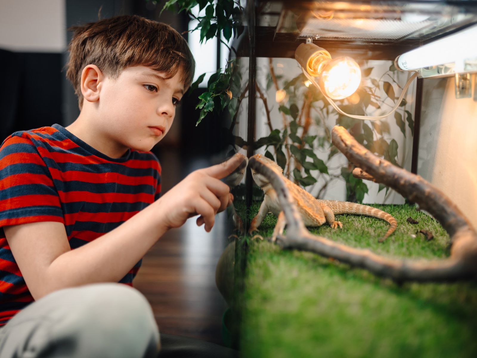 chłopiec przy terrarium
