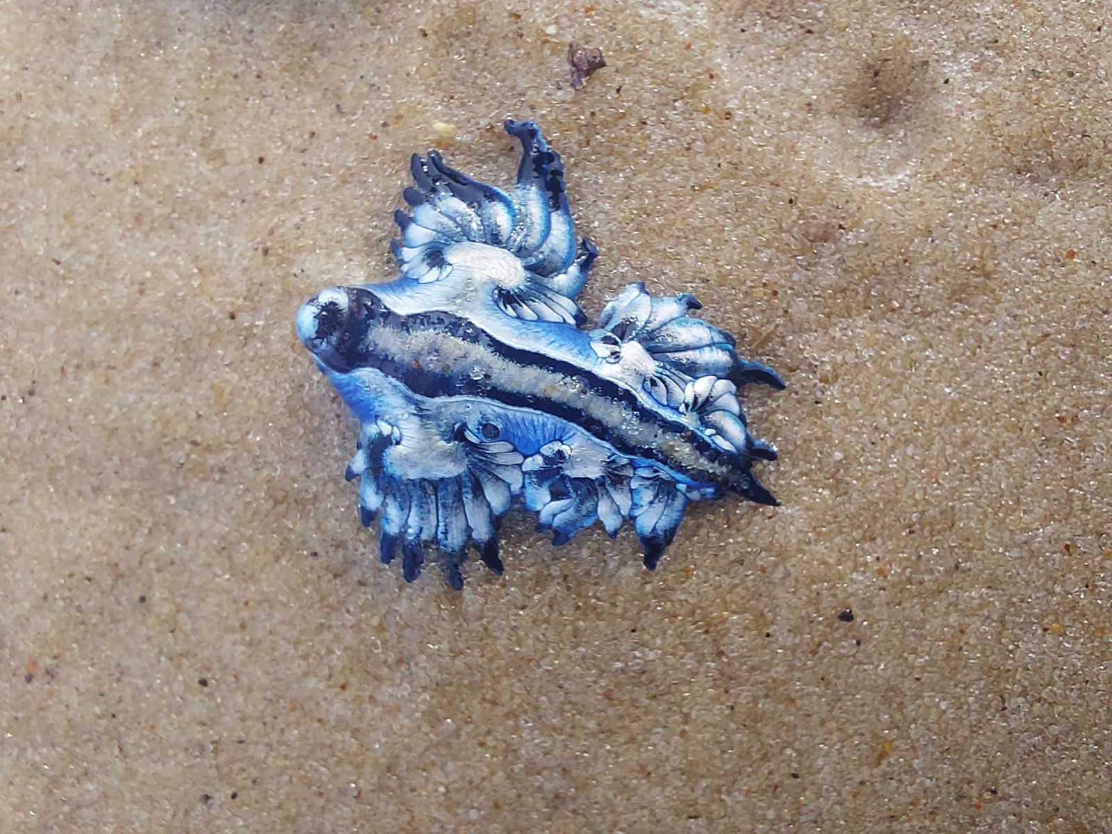 Niebieski smok, Glaucus atlanticus (gatunek morskiego ślimaka)