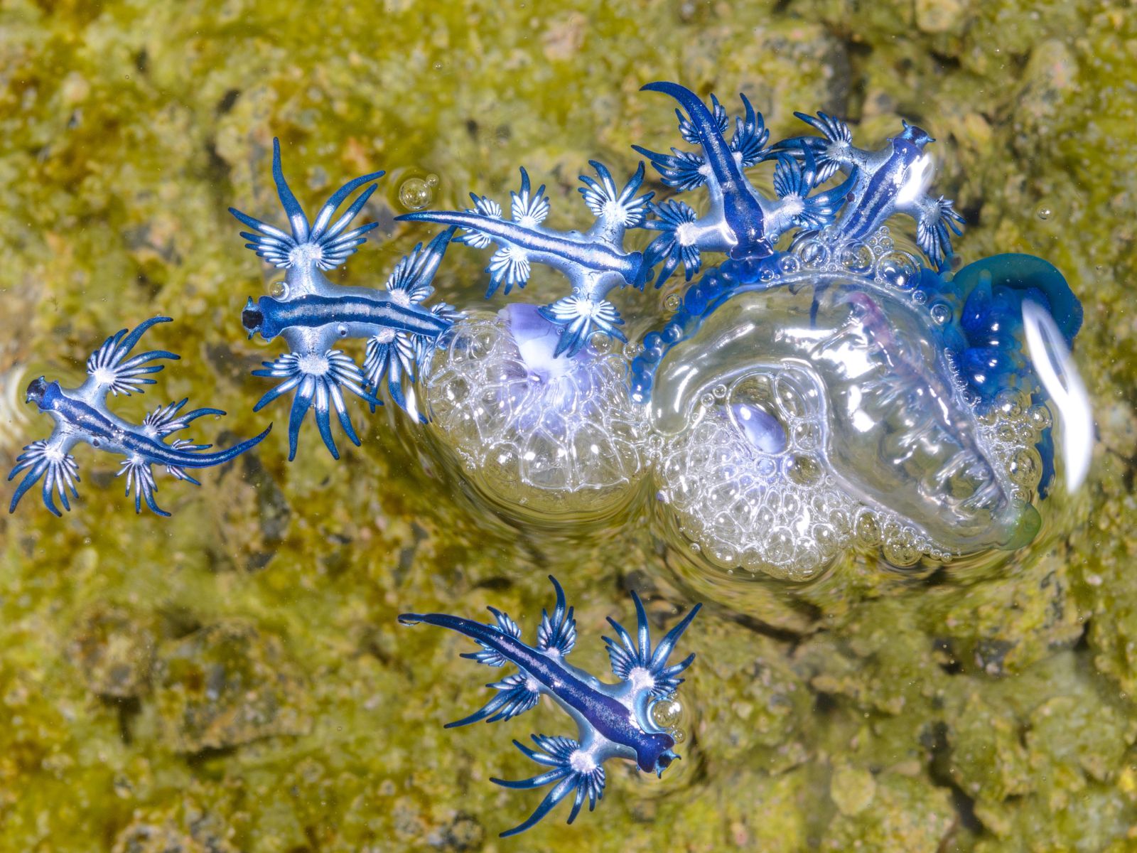 Niebieski smok, Glaucus atlanticus (gatunek morskiego ślimaka)