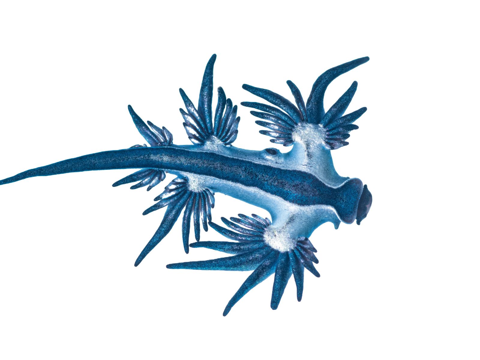 Niebieski smok, Glaucus atlanticus (gatunek morskiego ślimaka)