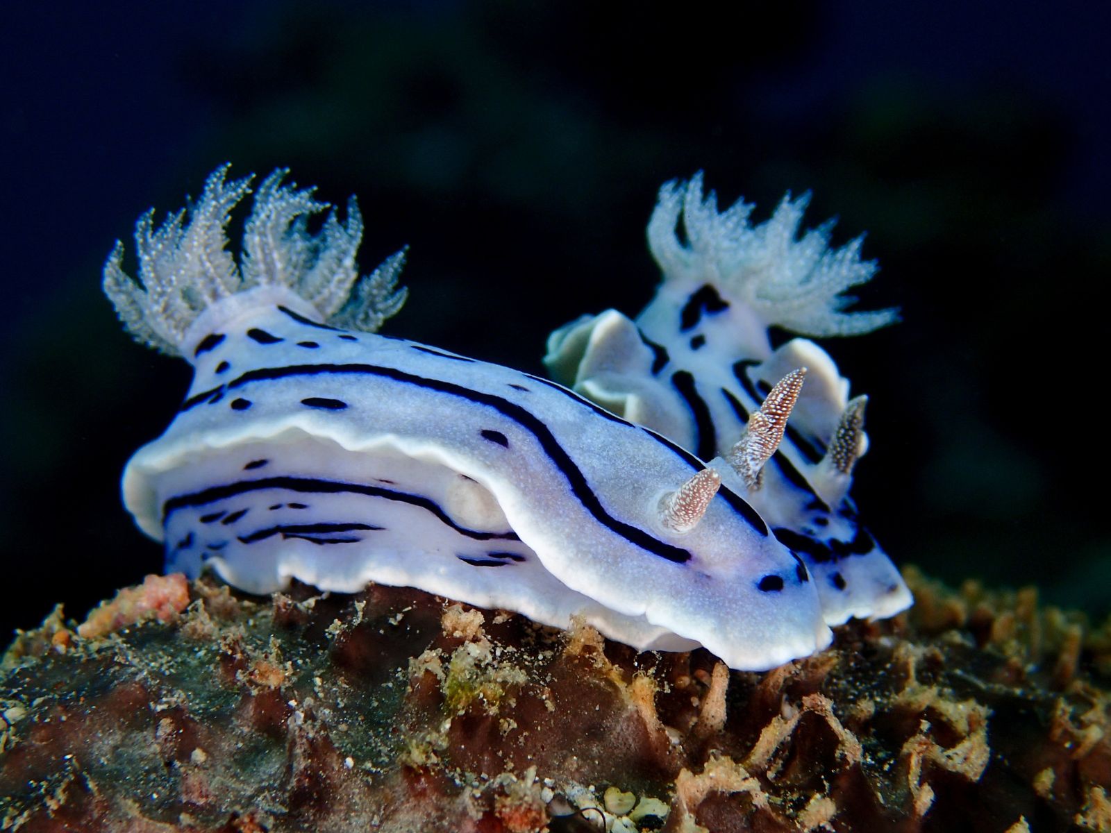 Niebieski smok, Glaucus atlanticus (gatunek morskiego ślimaka)