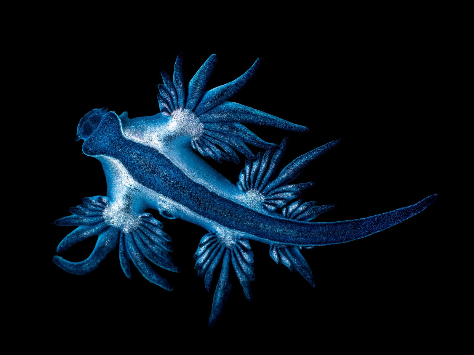Niebieski smok, Glaucus atlanticus (gatunek morskiego ślimaka)