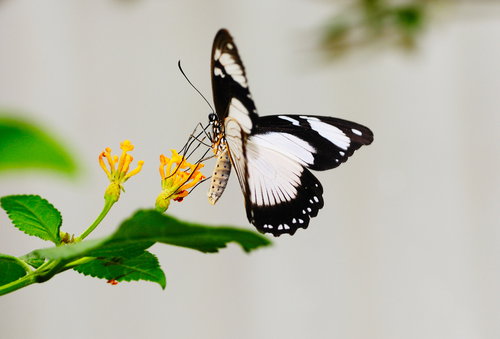 shutterstock_11610757