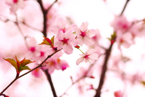 shutterstock_24732646