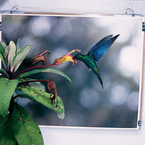 kolibry_88_08_d