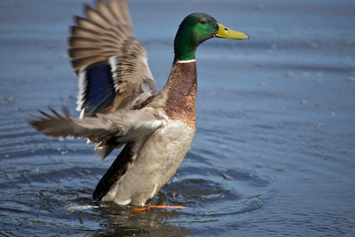 shutterstock_12645019
