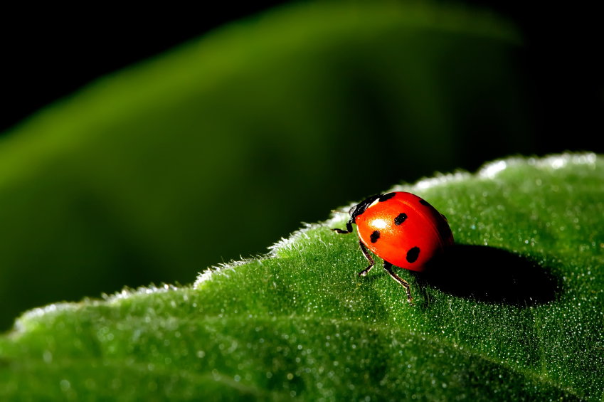 iStock_000007881423Small