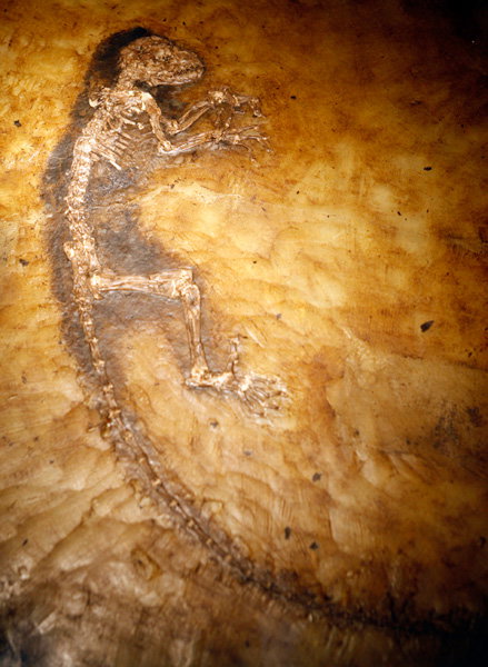 2009-05-19T220554Z_01_NYK301_RTRIDSP_3_SCIENCE-PRIMATE