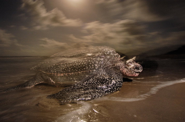 leatherbacks-16-714