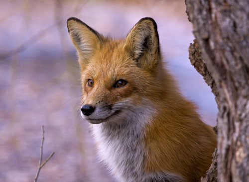 shutterstock_21698290