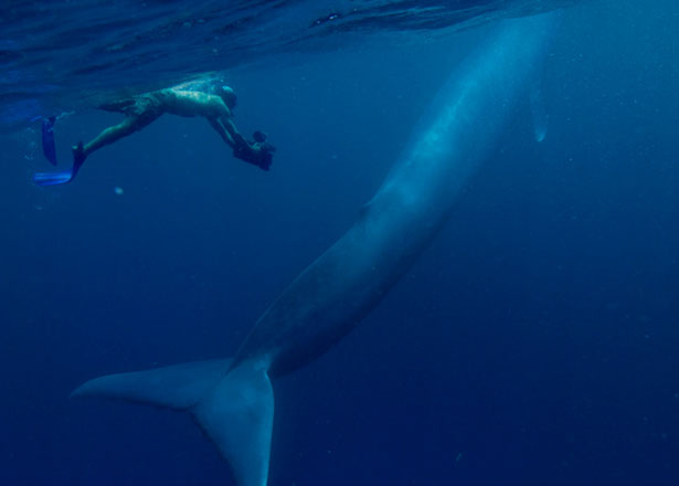 blue-whales-615