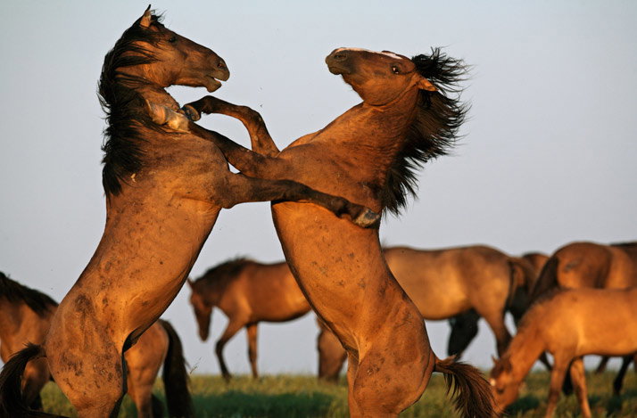 wild-horses-01-714
