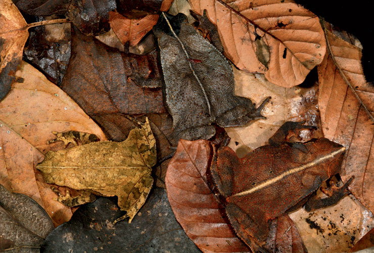 01-leaf-toads