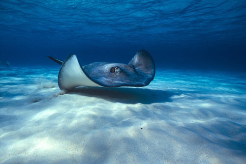 shutterstock_31029889