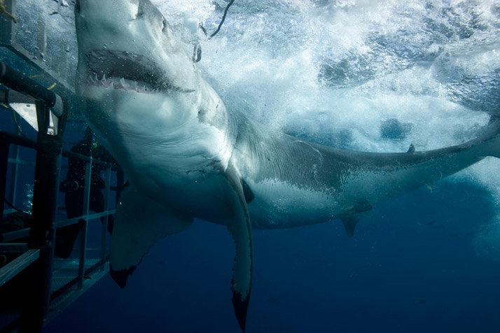 0809-shark-714