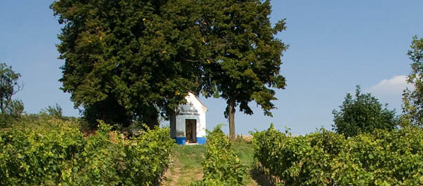Vina_z_Moravy__vina_z_Cech_1248366419428_kopia