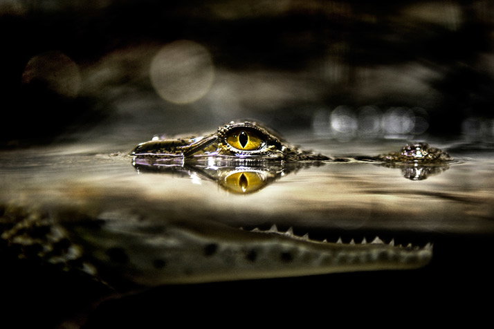 01-nile-crocodile-714