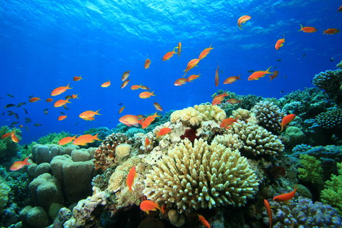 shutterstock_36071353