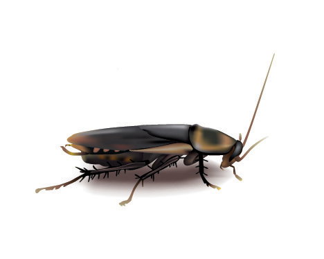 shutterstock_34805419_kopia