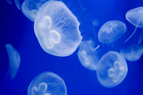 shutterstock_20342920