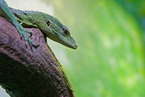 shutterstock_15370555