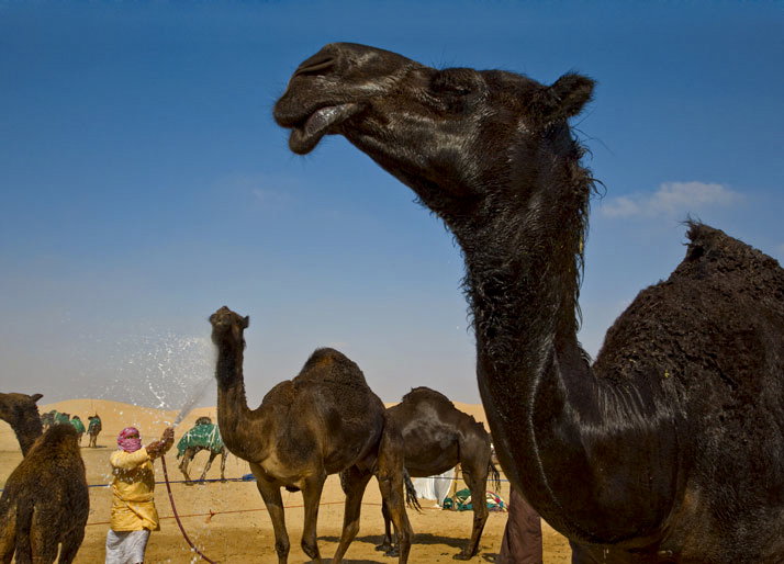 01-camels-714