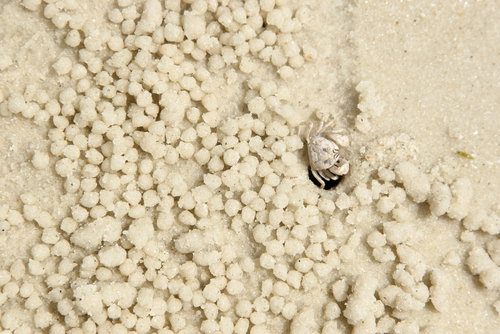 krab_male_kulki