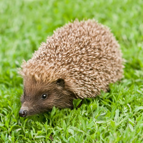 shutterstock_31993969