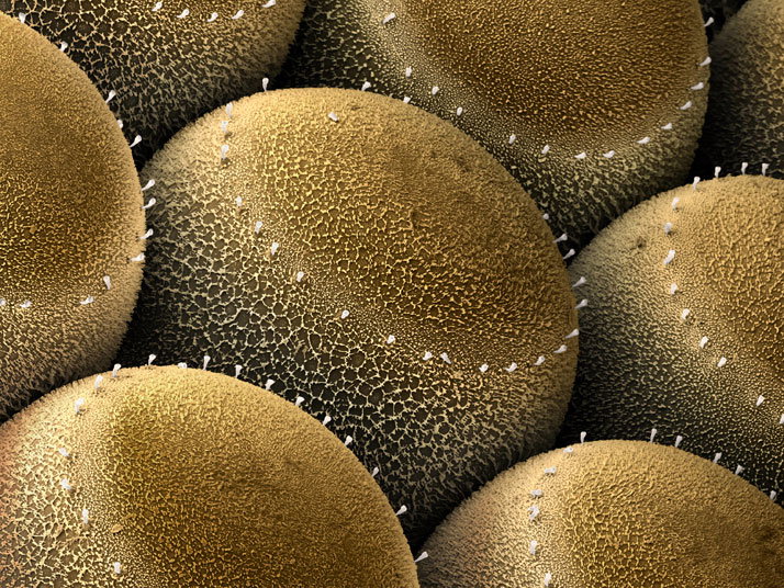02-stinkbug-egg-714