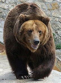 Niedzwiedz_brunatny_-_Wikipedia__wolna_encyklopedia_1263206278074_kopia