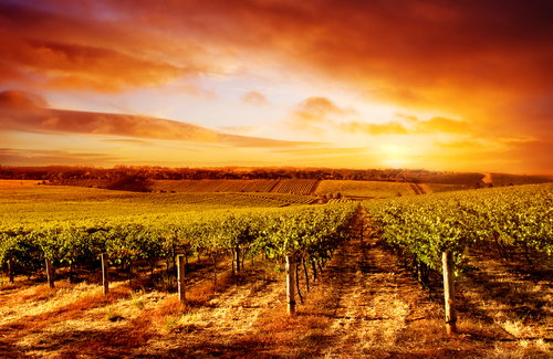 barossa