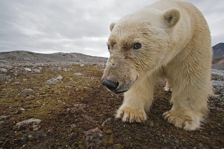 svalbard-18-714