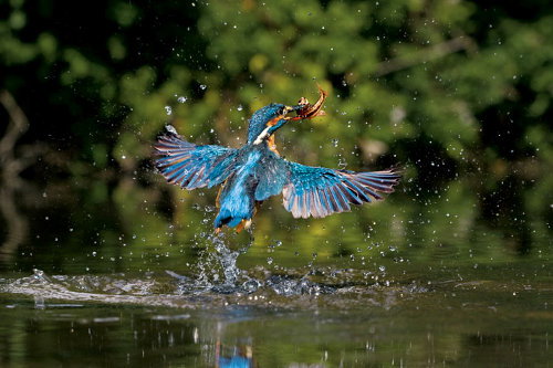 06-kingfisher-rising-714