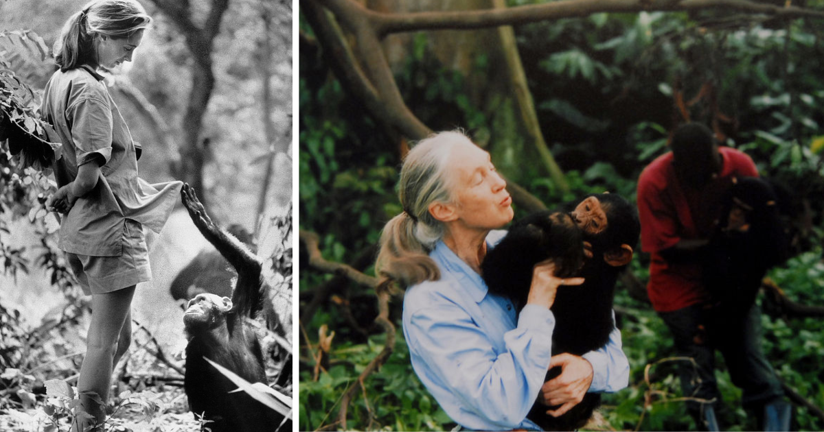 nienawidze-podrozowac-rozmawiamy-z-jane-goodall-wybitna-badaczka-szympansow-i-ikona-ekologii-689ad05