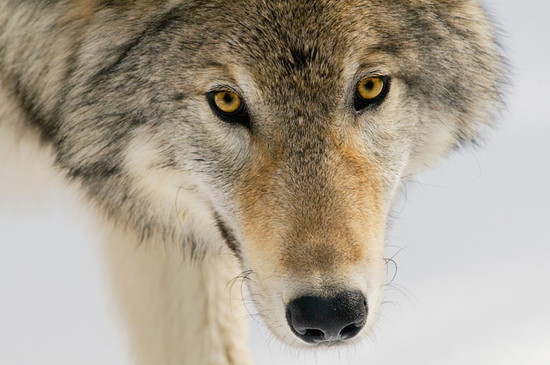 08_juvenile_714_4aa56749aa