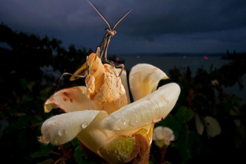 03-alert-praying-mantis-714