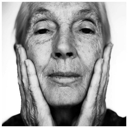 Jane_Goodall_forum_Anzenberger_h_00175586