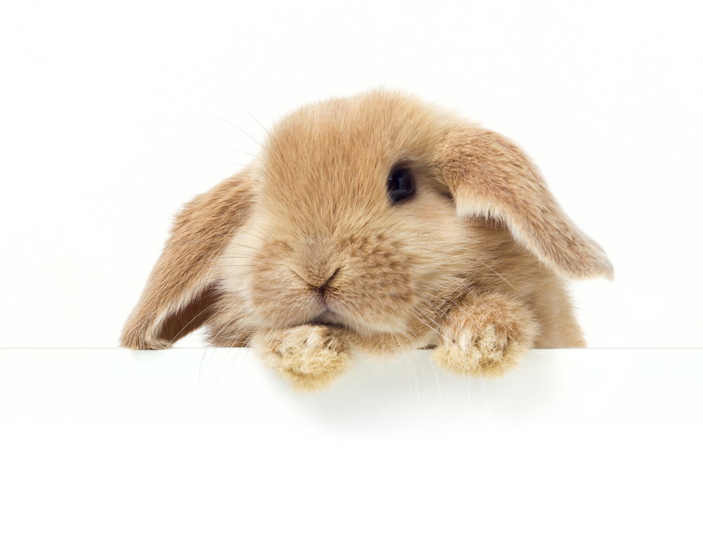 shutterstock_98561900